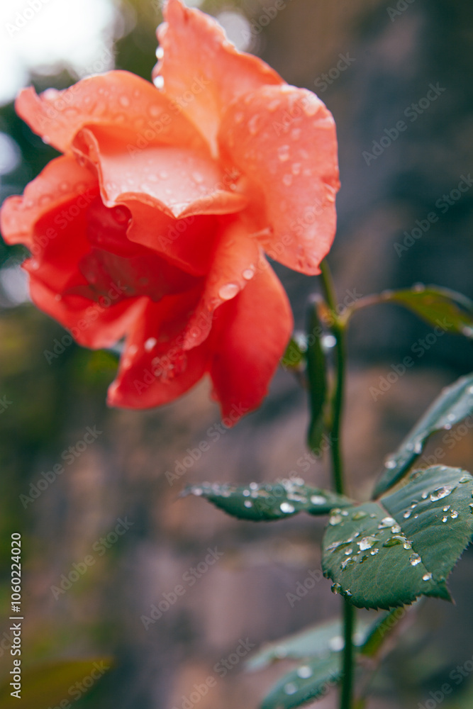 Obraz premium beautiful red rose in the garden