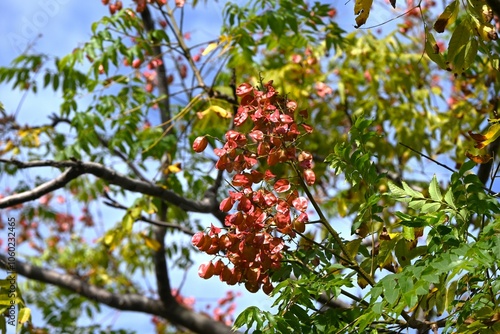 Flame gold rain tree (Koelreuteria elegans) fruits. Sapindaceae deciduous tree. Yellow flowers bloom around September and pouch-shaped capsules form around October. photo