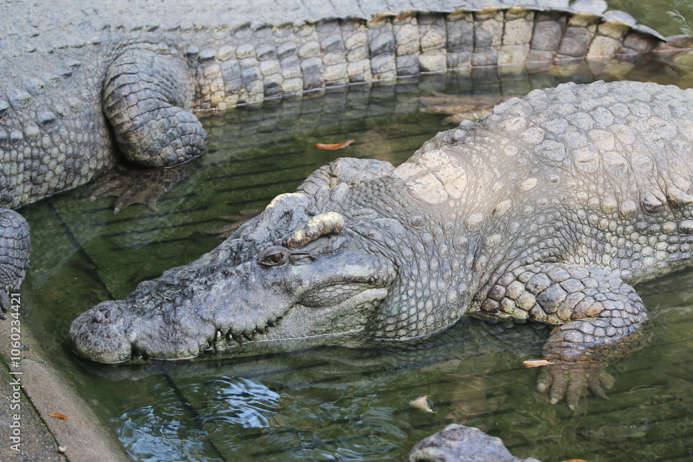 Fototapeta premium Big crocodile on farm outdoors