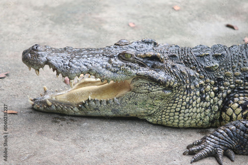 Obraz premium Big crocodile on farm outdoors