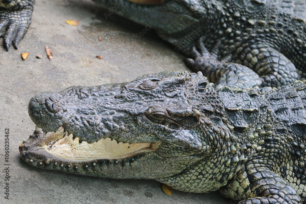 Fototapeta premium Big crocodile on farm outdoors