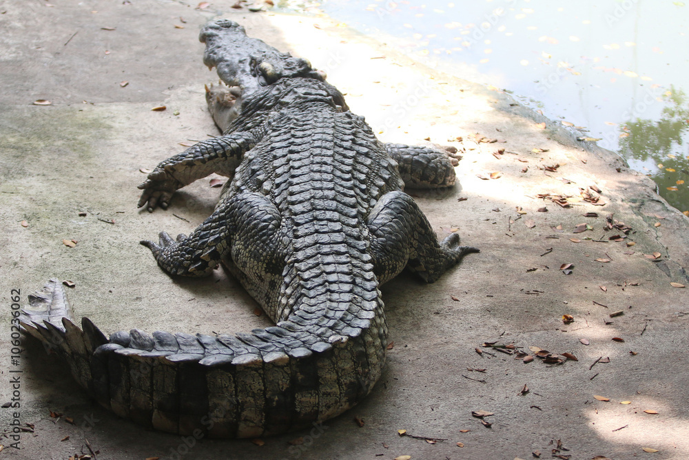 Fototapeta premium Big crocodile on farm outdoors