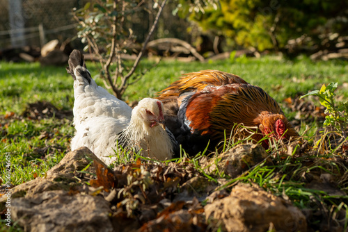 portrait d'une poule et un coq de race géante, se prélassant au soleil du printemps photo