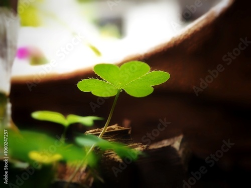 The clover blooms beautifully, bathed in the golden sunlight photo