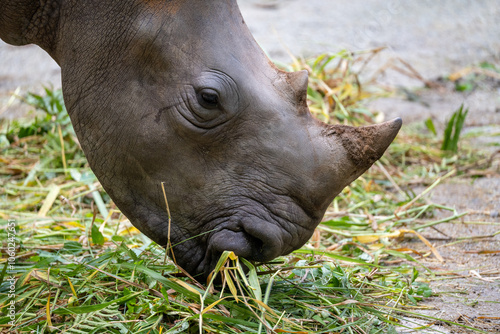 White Rhino (White Rhinoceros, Ceratotherium Simum) is the largest surviving Rhinoceros species, a near threatened species native to central and southern Africa. Eating photo