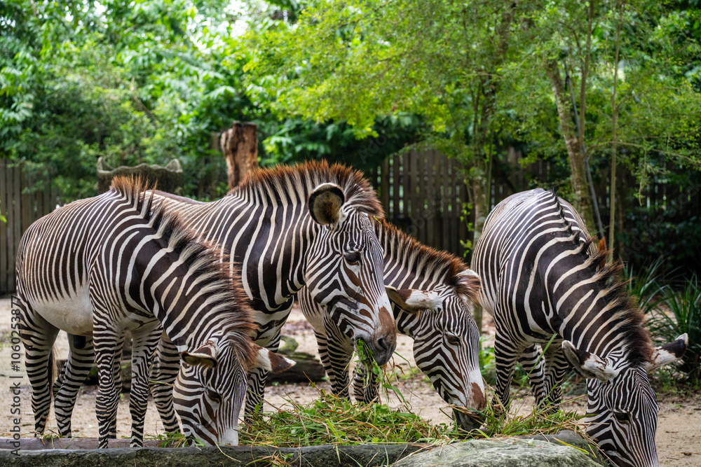 grevy-s-zebra-equus-grevyi-imperial-zebra-is-named-after-jules-gr-vy
