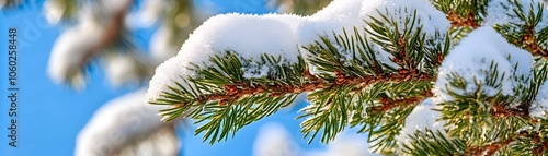 Frost Covered Evergreen Bra...