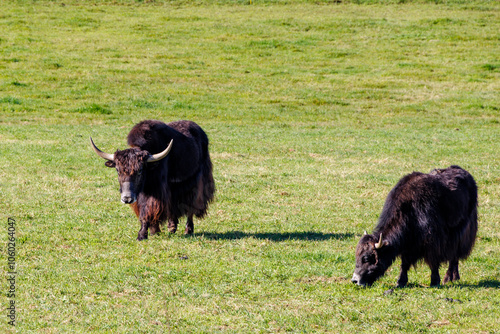 Domestic yak, the domesticated form of wild yak on a pasture near Vilgertshofen in Germany on a sunny fall day photo