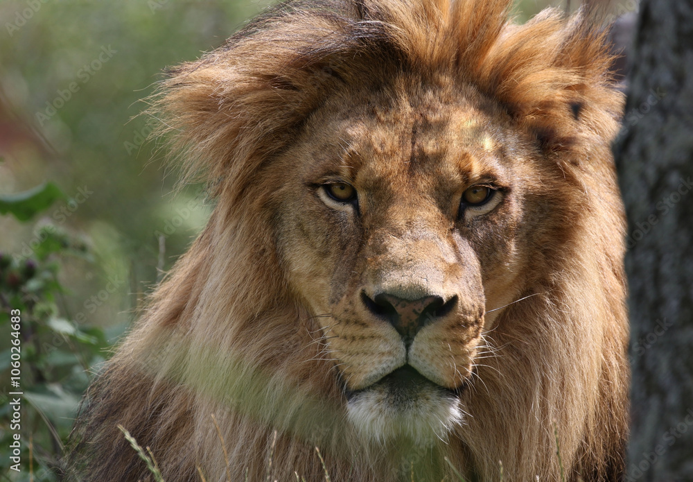 lion male in nature during summer lion male in nature during summer