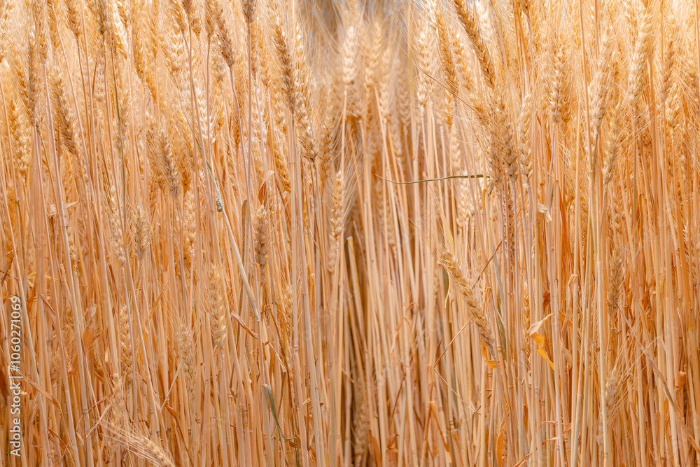 Fototapeta premium Wheatfield background. Ears of wheat natural pattern.