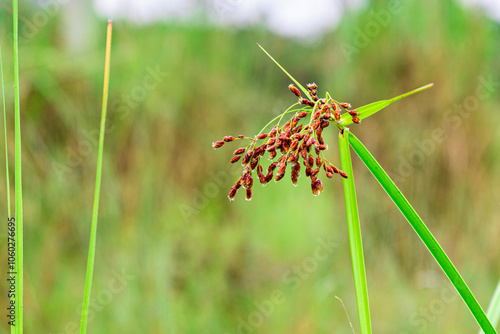 Actinoscirpus grossus. Close-up of a beautiful blurred background grass flower (also called Mensiang, Greater club-rush, Giant bulrush) taken with a high-resolution camera in Myanmar. photo