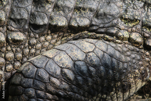 Crocodile skin leathertexture , close up photo