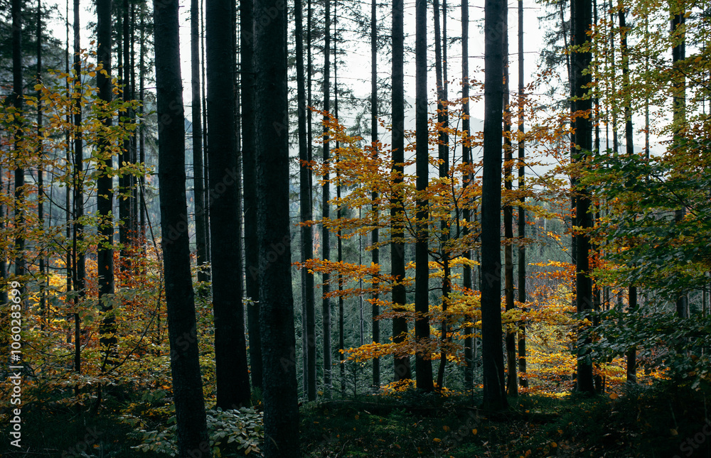 Naklejka premium autumn in the woods