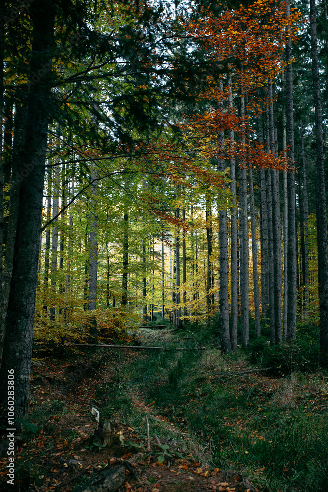 Obraz premium autumn in the forest