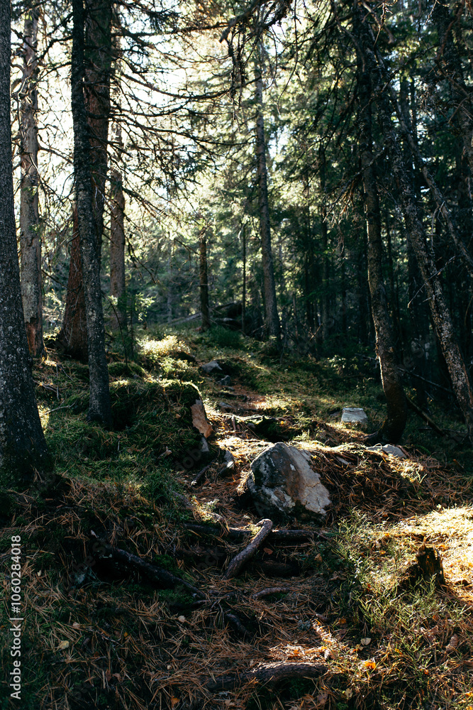 Obraz premium path in the woods
