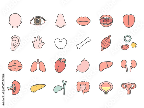 人体　脳　臓器　内臓　体のパーツ　イラストセット
