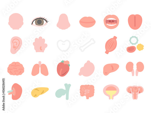 人体　脳　臓器　内臓　体のパーツ　イラストセット