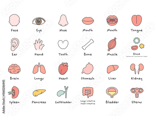 人体　脳　臓器　内臓　体のパーツ　イラストセット（説明あり）