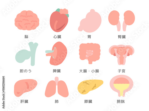 脳　臓器　内臓　イラストセット（説明あり）