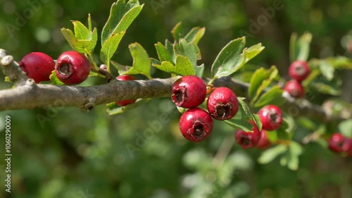 Eingriffeliger Weißdorn (Crataegus monogyna), Früchte im Herbst, Bayern, Deutschland, Europa photo