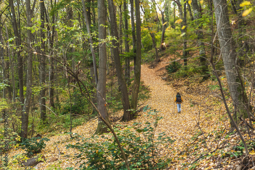 Woman Hiking Through Autumn Forest With Trekking Poles, Nordic walking