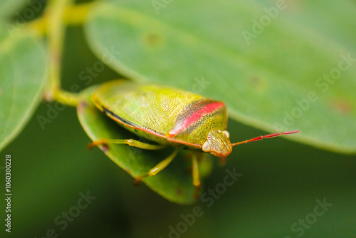 green insect pentatomoidea on green leaf photo