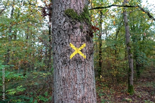 Un arbre marqué d'une croix jaune dans un bois photo