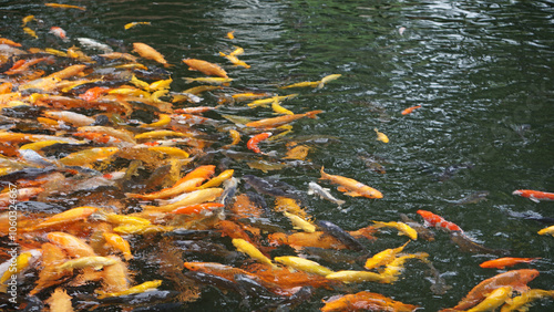 Swarm of Koi feeding