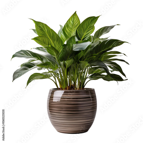 plant in a pot