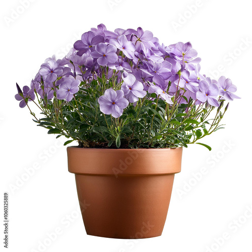 flowers in a pot