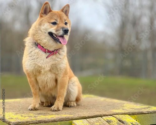 Wallpaper Mural Adorable red Shiba Inu dog actively training on an outdoor dog agility course during a crisp autumn day. High-quality, pet-friendly image perfect for outdoor, training, or lifestyle projects.  Torontodigital.ca