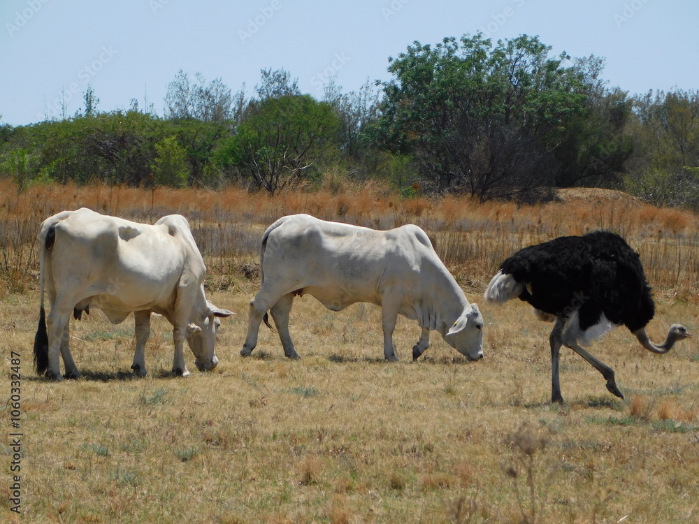 An Ostrich walking past a white American Brahman Cow and Bull on a golden grass field with green lush trees in the background An Ostrich walking past a white American Brahman Cow and Bull on a golden grass field with green lush trees in the background