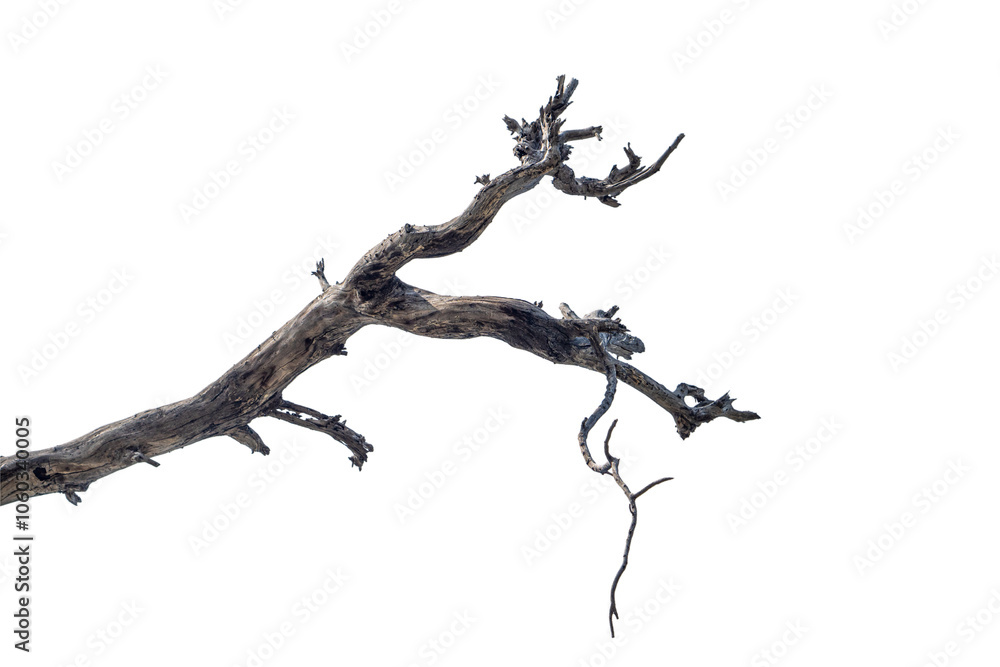 Branch of dead tree dry dead tree isolated on blank background high resolution great details vibrant Branch of dead tree dry dead tree isolated on blank background high resolution great details vibrant
