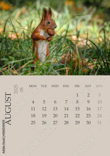 Calendar_2025_ENG_Squirrel. Photo Calendar 2025 ENG with red squirrel size A5. August 2025 year Photo calendar with close-up squirrels. The week starts on Monday. Squirrel holds walnut in its mouth. 