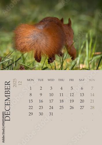 Calendar_2025_ENG_Squirrel. Photo Calendar 2025 ENG with red squirrel size A5. December 2025 year Photo calendar with close-up squirrels. The week starts on Monday. Squirrel runs not into a camera.  