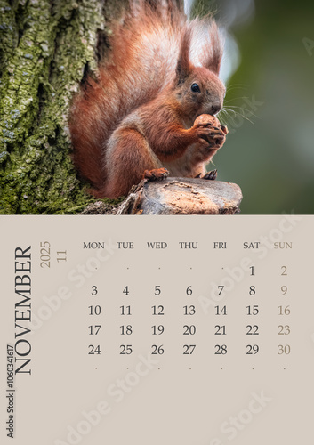 Calendar_2025_ENG_Squirrel. Photo Calendar 2025 ENG with red squirrel size A5. November 2025 year Photo calendar with close-up squirrels. The week starts on Monday. Squirrel holds walnut in its hand. 