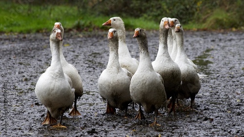 Geese walking on a path