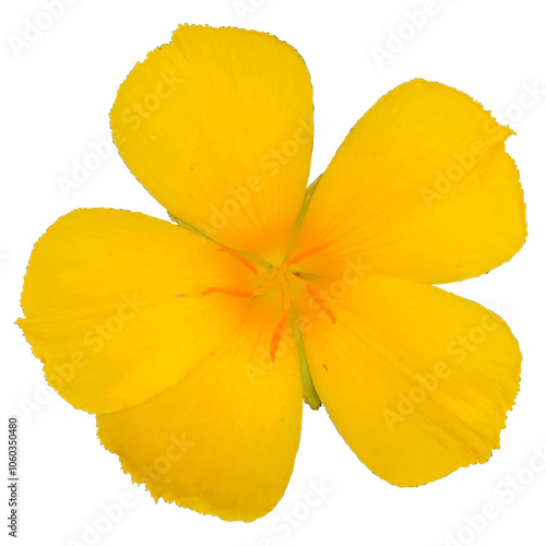 Yellow flower isolated on transparent background