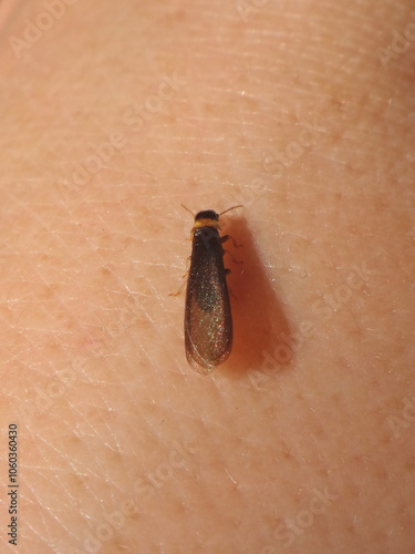 Yellownecked dry-wood termite (Kalotermes flavicollis), winged adult sittin on a human arm photo