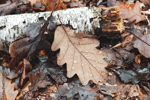 Gros plan sur des feuilles mortes et bois mort sur le sol en forêt, avec effet de lumière crème mate photo