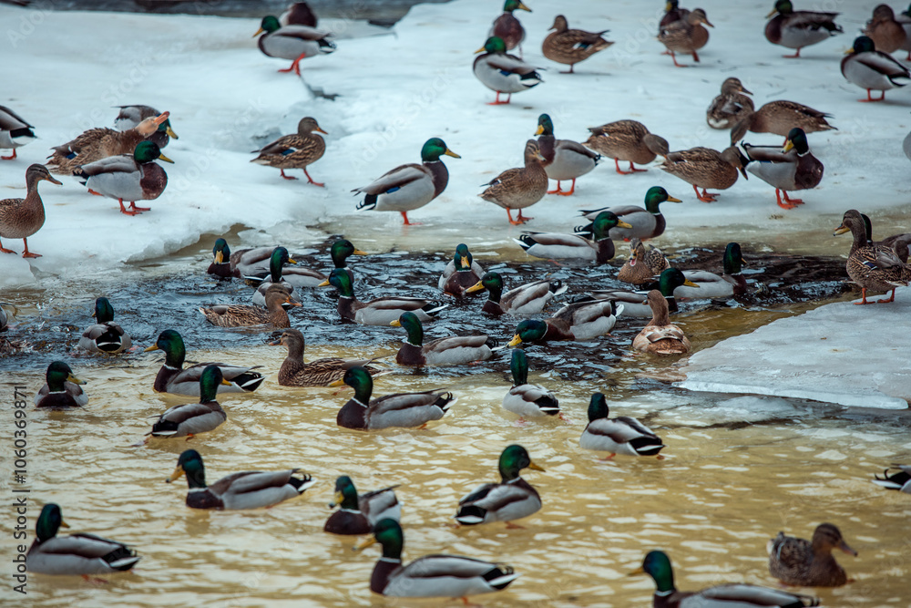 Fototapeta premium ducks on ice
