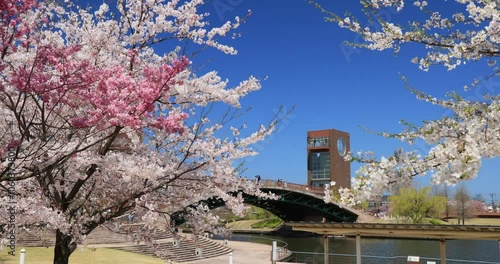 富岩運河環水公園の桜と展望塔　富山県
