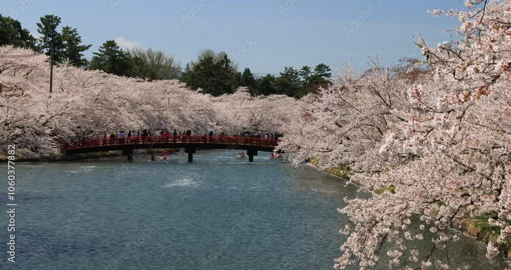 弘前公園 西濠の桜並木と春陽橋 青森県 Stock Video | Adobe Stock