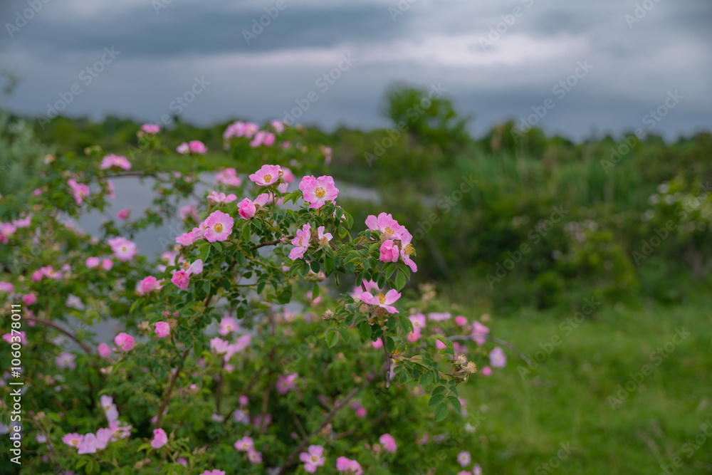 The brier medicinal plant in its natural environment. Pink scented flower scientifically called Rosa Canina queen of wild strawberries or rosehip The brier medicinal plant in its natural environment. Pink scented flower scientifically called Rosa Canina queen of wild strawberries or rosehip