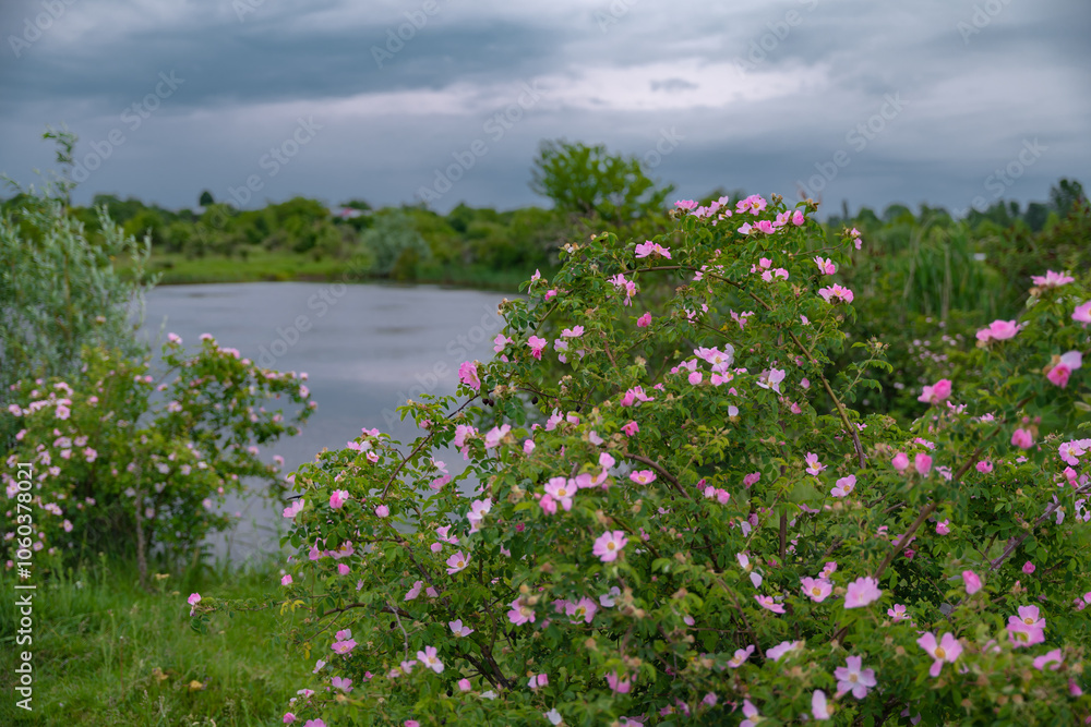 Fototapeta premium The brier medicinal plant in its natural environment. Pink scented flower scientifically called Rosa Canina queen of wild strawberries or rosehip