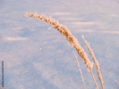 A dry blade of grass covered with frost in a winter field