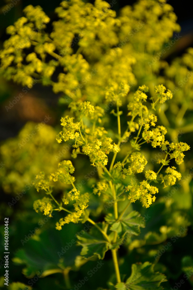 kwitnący przywrotnik pasterski, Alchemilla monticola, żółte kwiaty przywrotnika, hairy lady's mantle, Alchemilla, lady's-mantle plant with green leaves and yellow flowers in the garden.