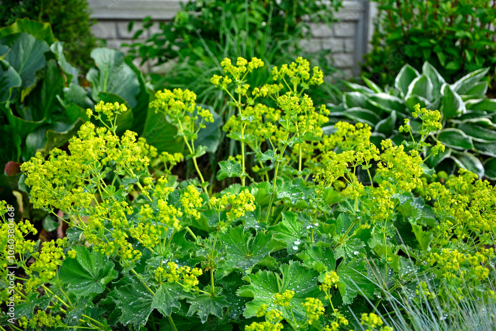 kwitnący przywrotnik pasterski, Alchemilla monticola, żółte kwiaty przywrotnika, hairy lady's mantle, Alchemilla, lady's-mantle plant with green leaves and yellow flowers in the garden.