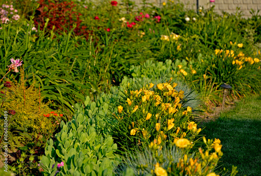 kolorowa rabata kwiatowa otoczona niskimi liliowcami odmiany Stella d'Oro, kwietnik otoczony obwódką z żółtych liliowców, Hemerocallis, Stella D'Oro Daylily Garden