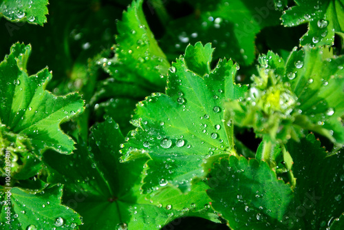 Obraz na płótnie zielone liście przywrotnika pasterskiego z kroplami rosy, przywrotnik pasterski, Alchemilla monticola, alchemilla covered with the raindrops, hairy lady's mantle w salonie